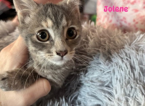 Photo 2 of Jolene - Not at shelter (Kori)