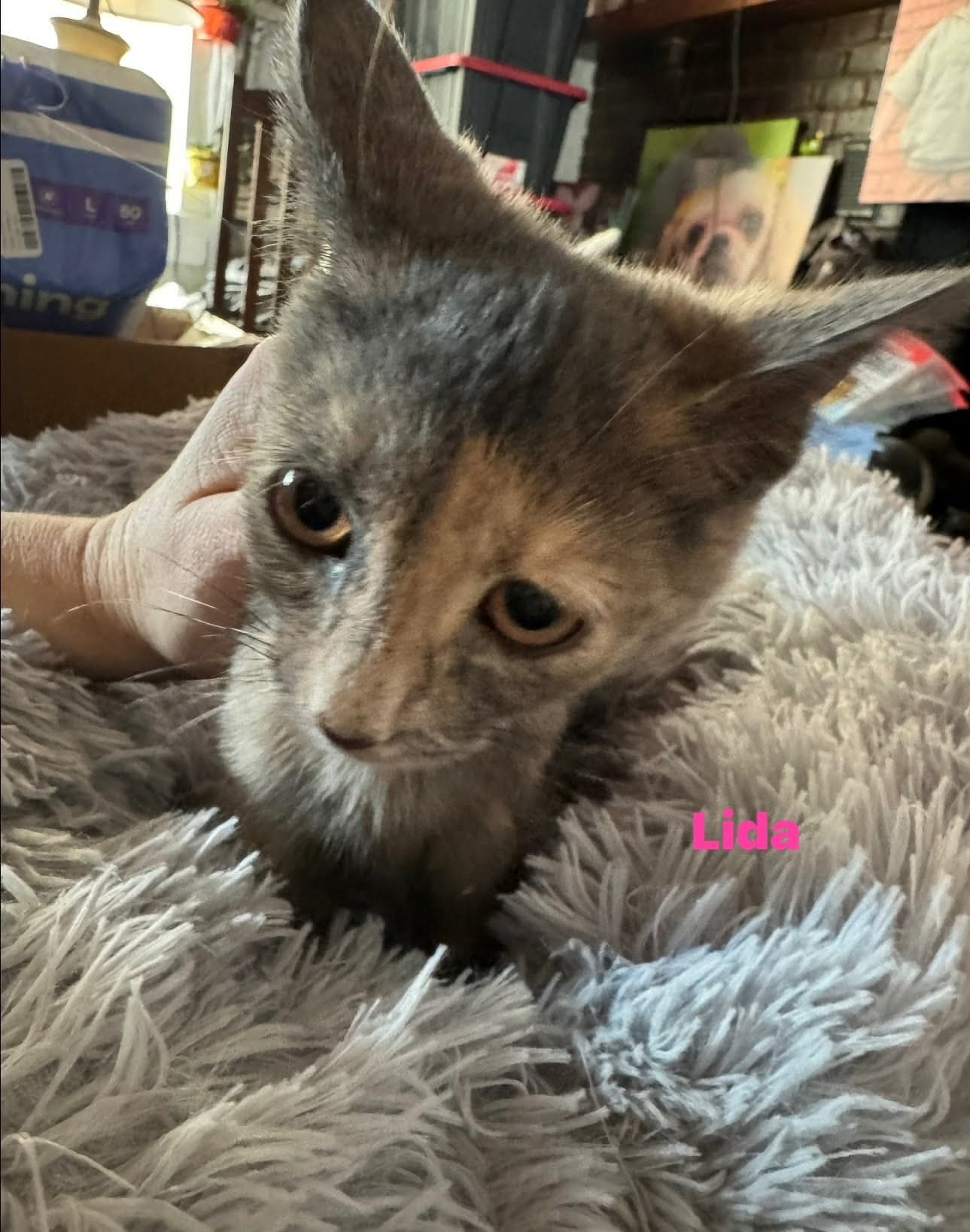 Lida - Not at shelter (Kori), Domestic Short Hair
