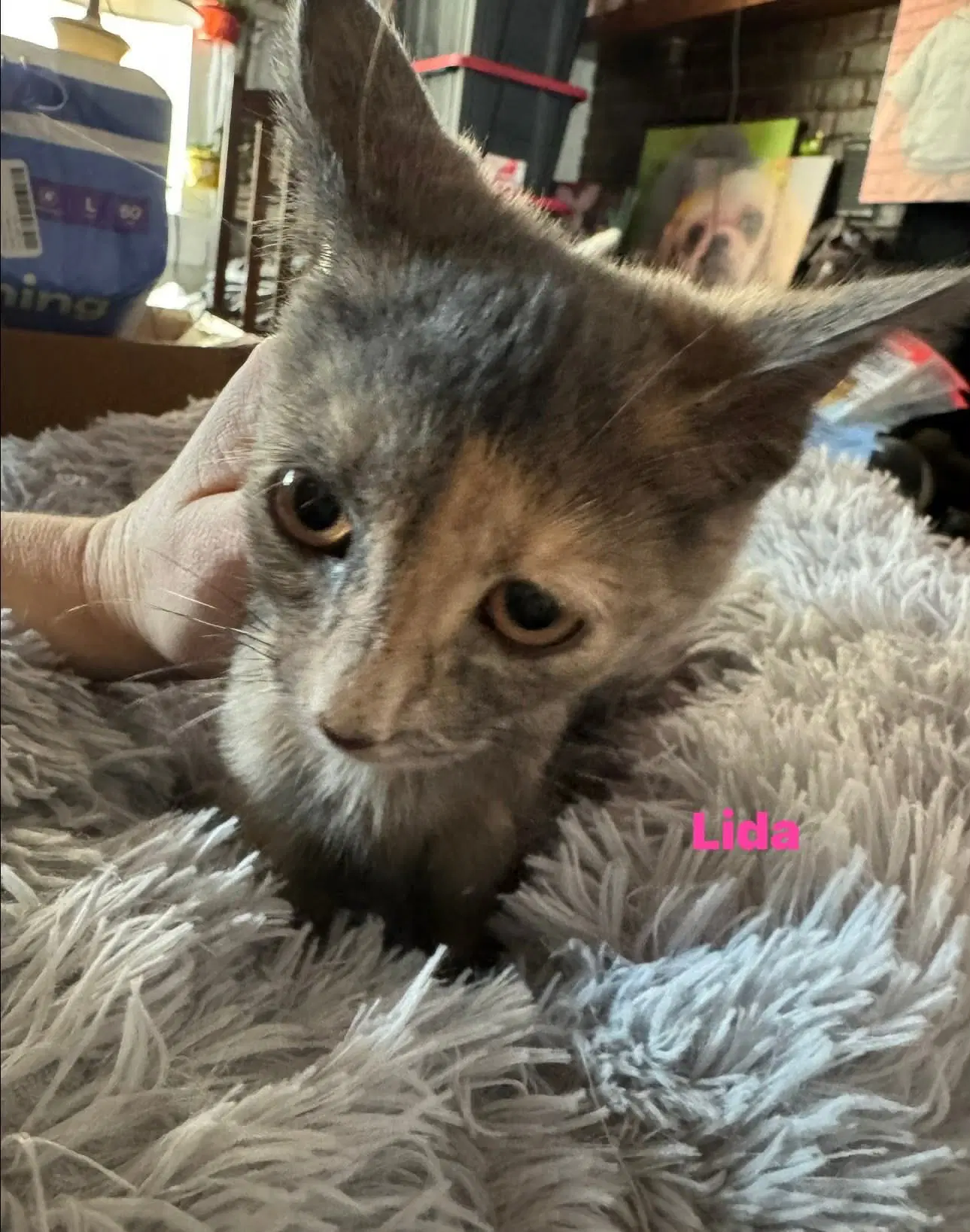 Lida - Not At Shelter Kori - Domestic Short Hair