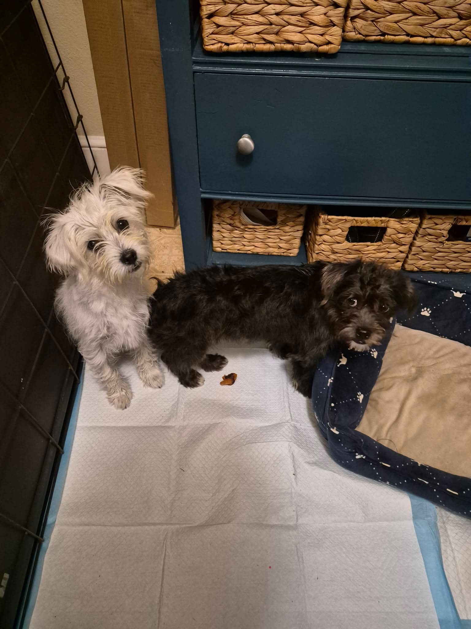 Pastor - Not at shelter (Pam), Shih Tzu