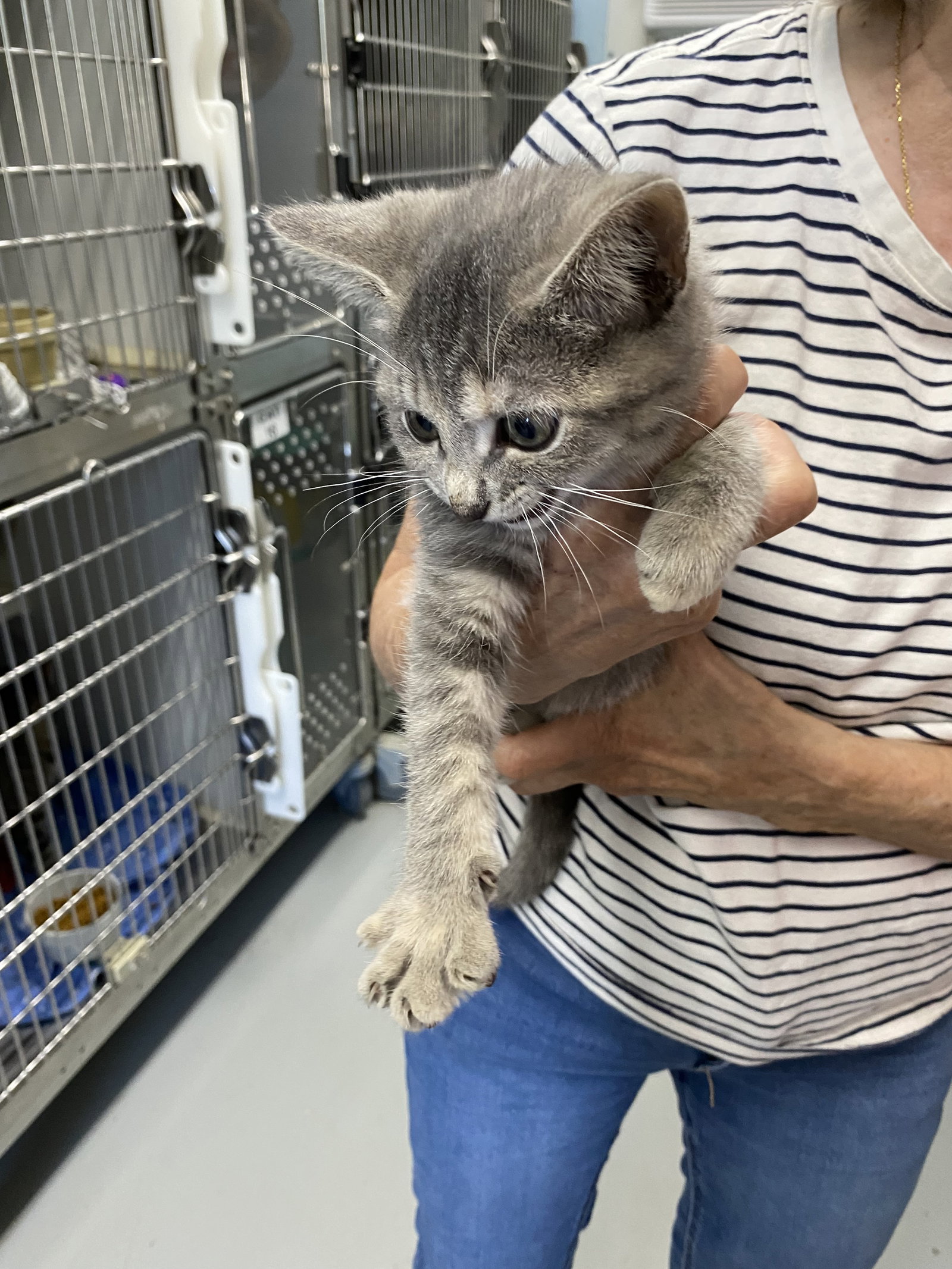 Bambi - At shelter, Domestic Short Hair