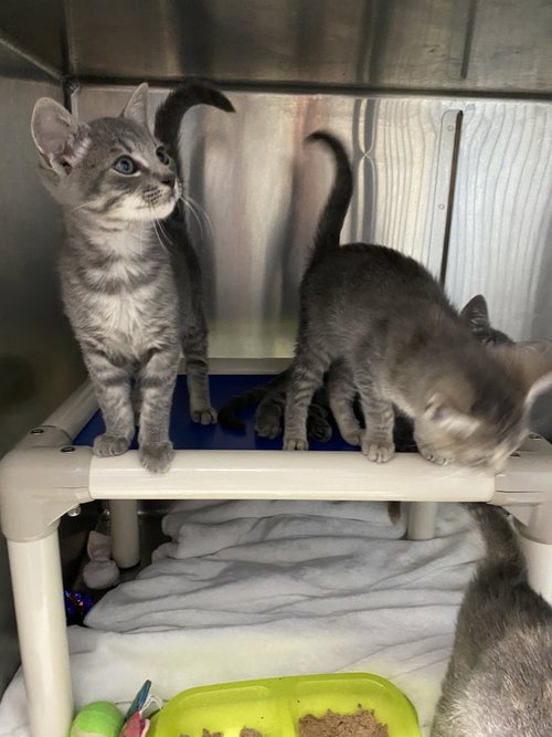 Thumper - At shelter, a cat for adoption from Friends of Campbell County Animal Control