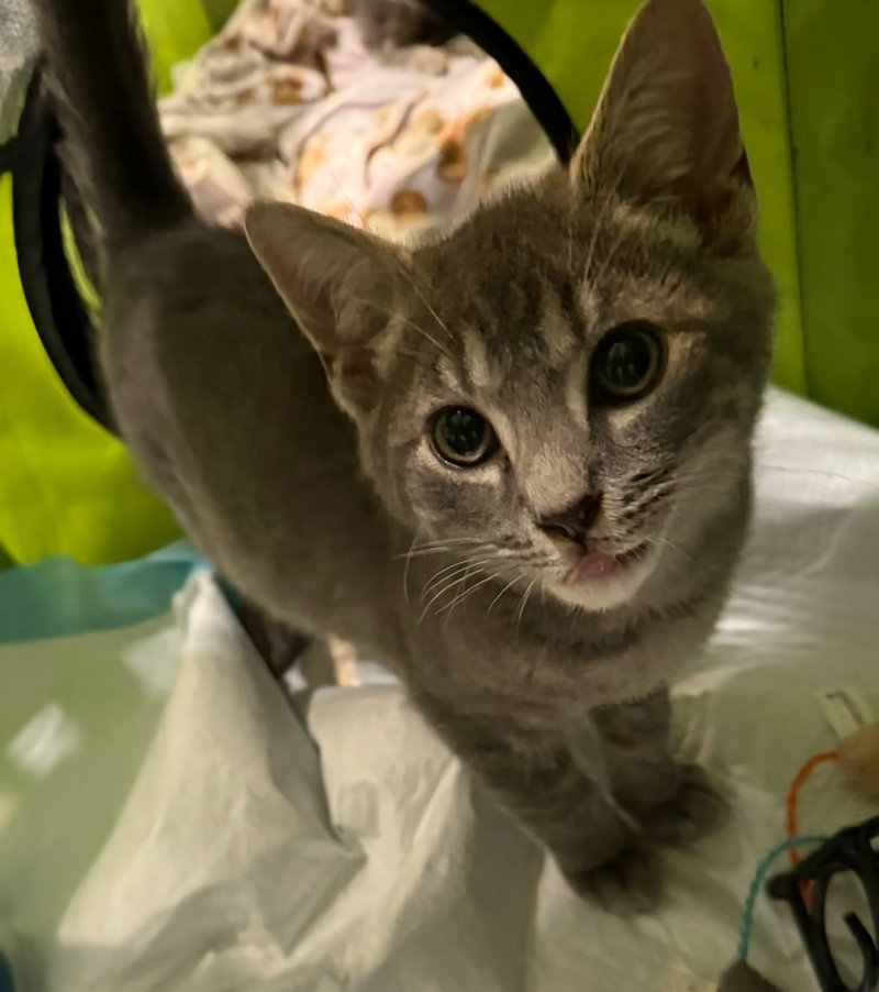 Thumper, photo 2