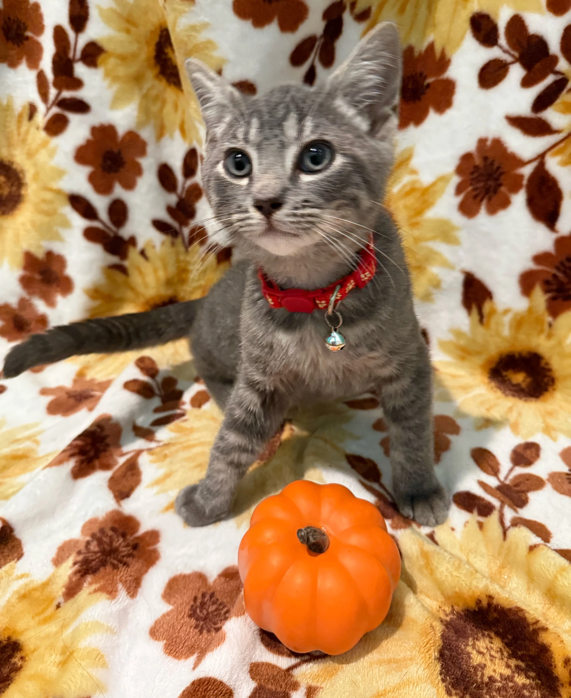 Thumper - Not At The Shelter Faith