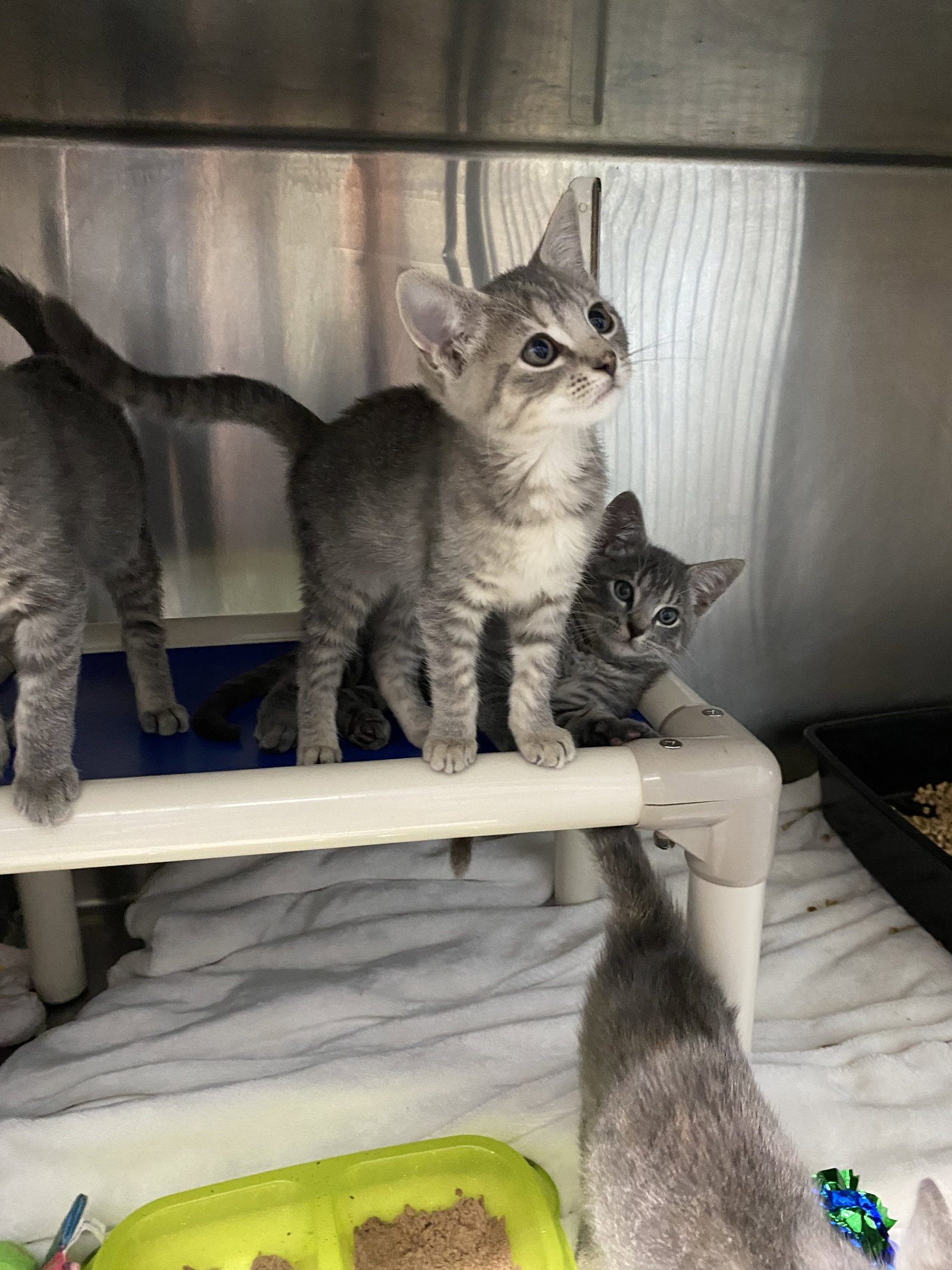 Faline - At shelter, Domestic Short Hair