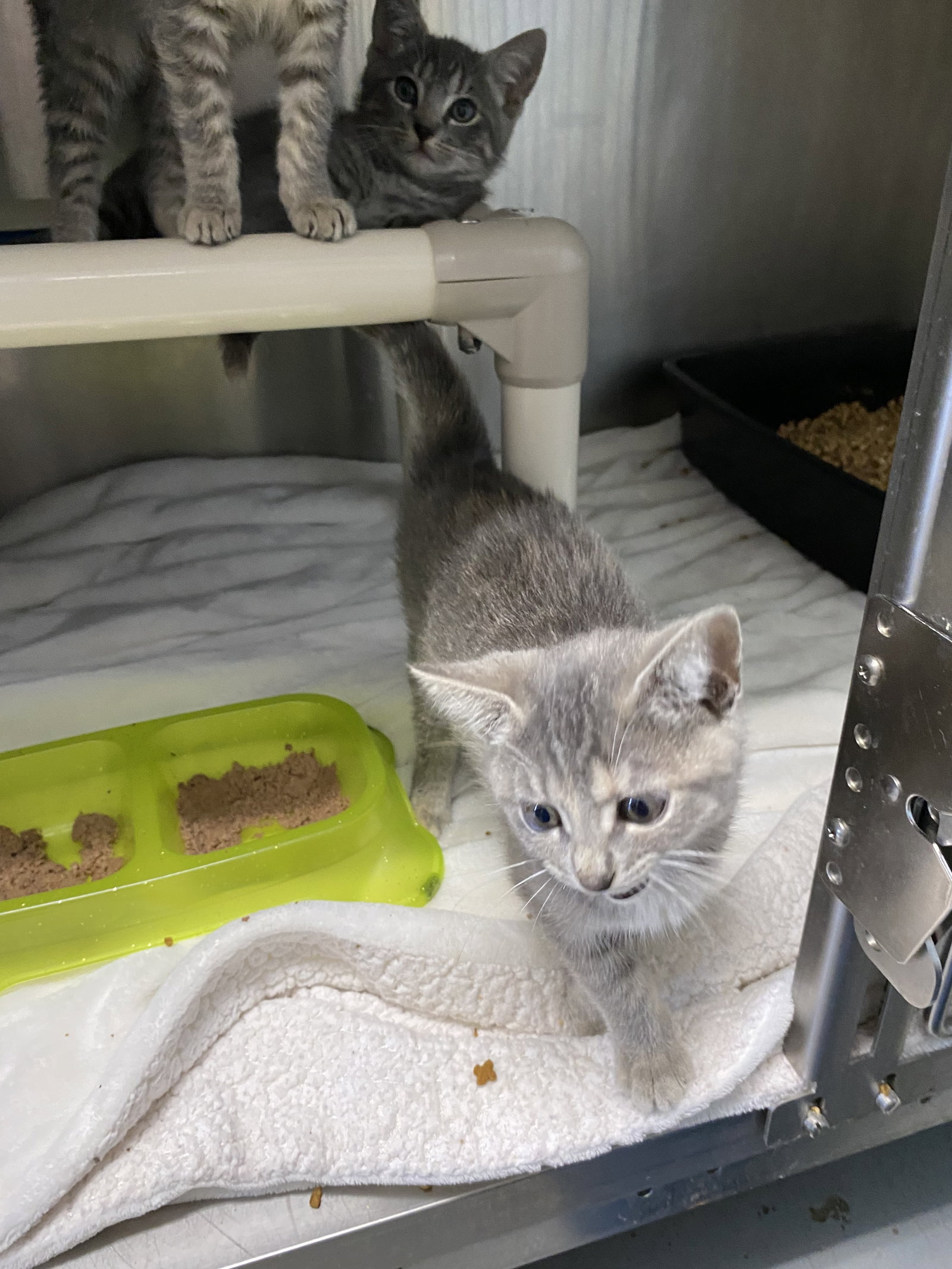 Flower - At shelter, Domestic Short Hair