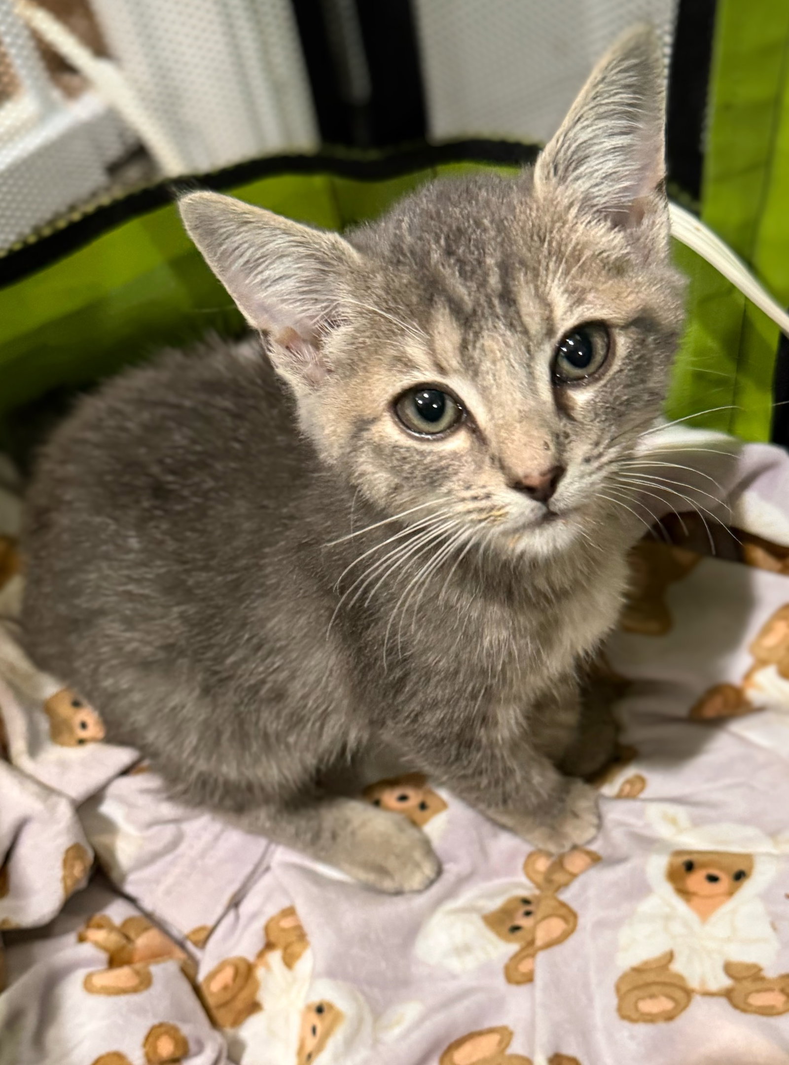 Flower - Not at the shelter (Faith), photo 2