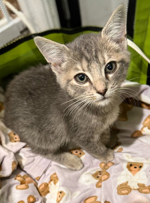 Flower - Not at the shelter (Faith), a cat for adoption from Friends of Campbell County Animal Control