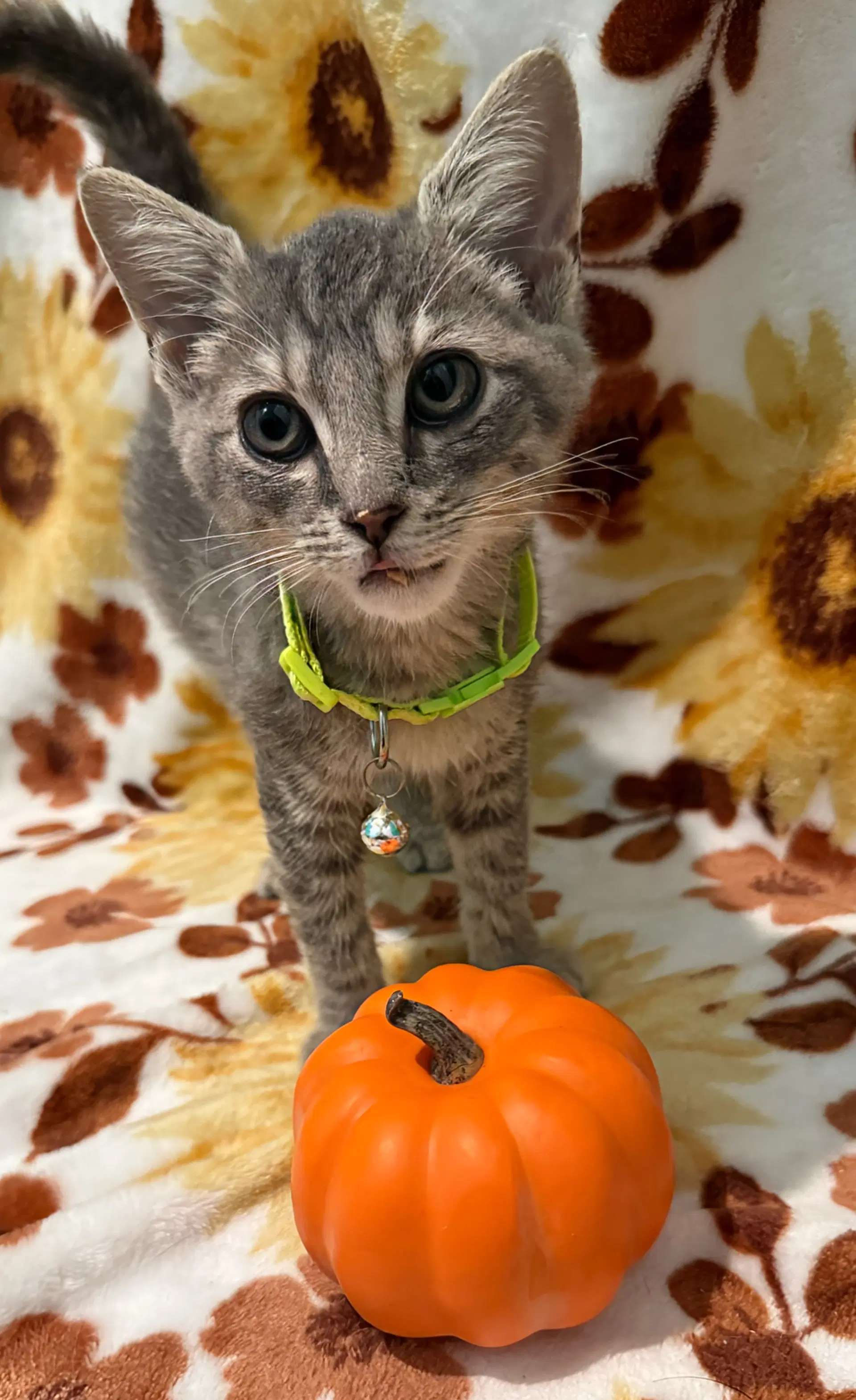 Flower - Not At The Shelter Faith - Domestic Short Hair