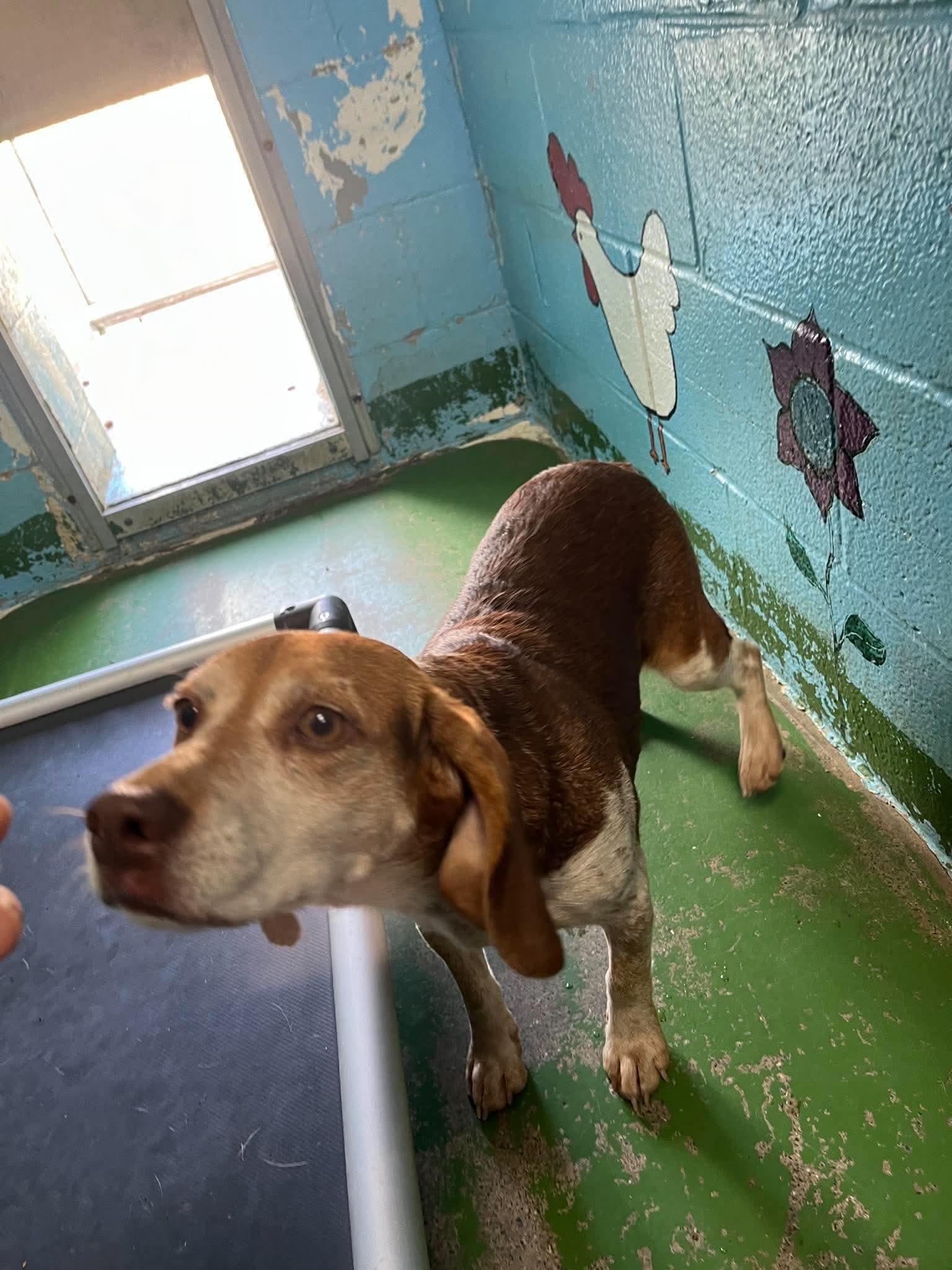 Plum - At shelter available 10/8, Beagle