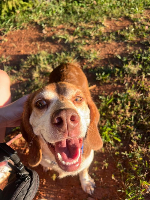 Plum: At shelter, a dog for adoption from Friends of Campbell County Animal Control