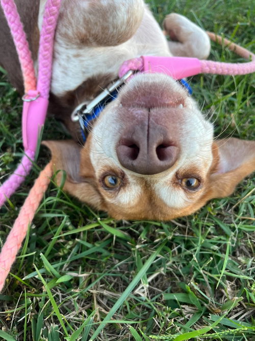 Photo 5 of Plum: At shelter