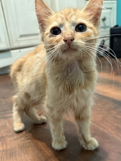 Jet: Not at the shelter (Faith), a cat for adoption from Friends of Campbell County Animal Control