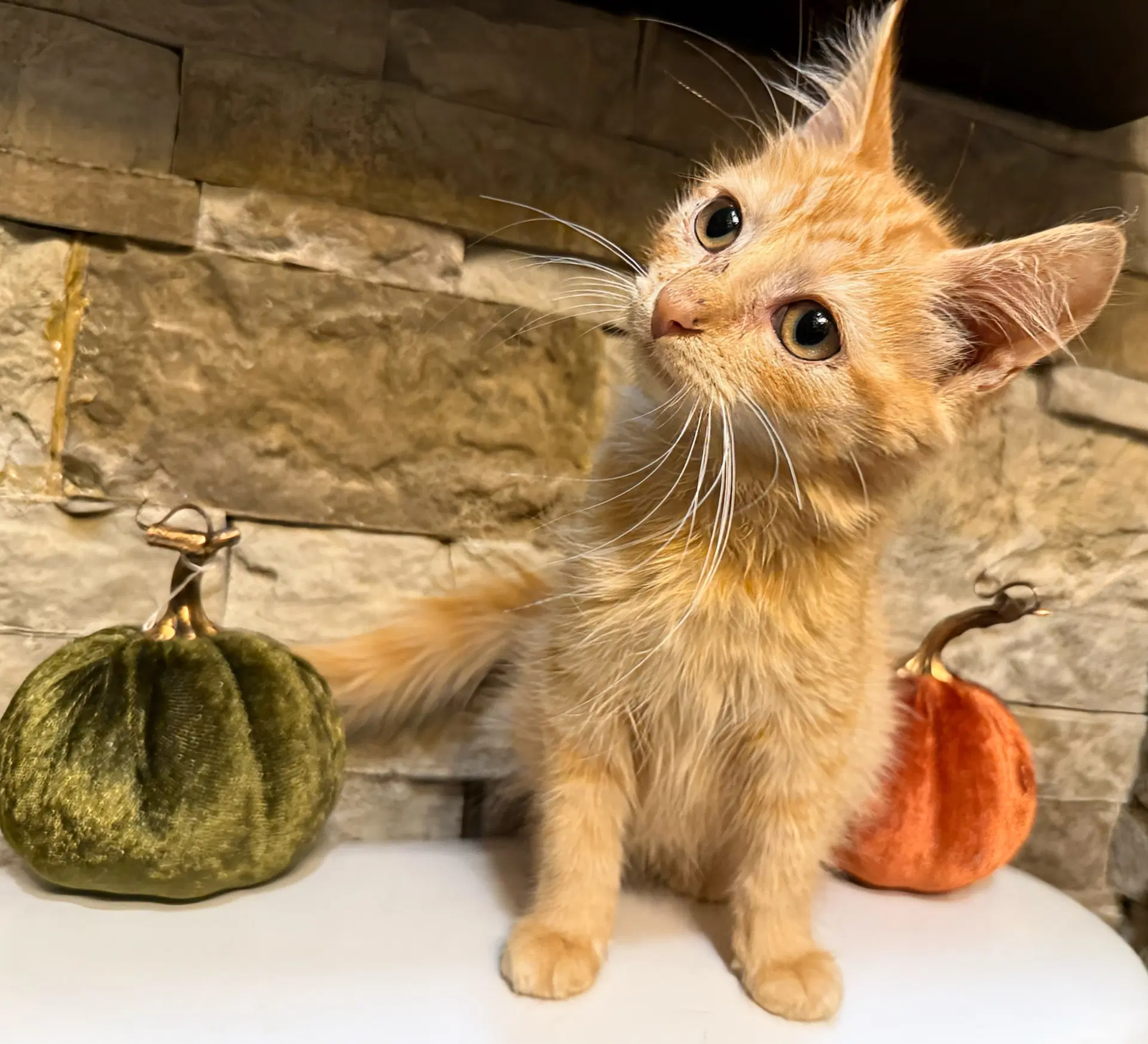 Jet Not At The Shelter Faith - Domestic Medium Hair