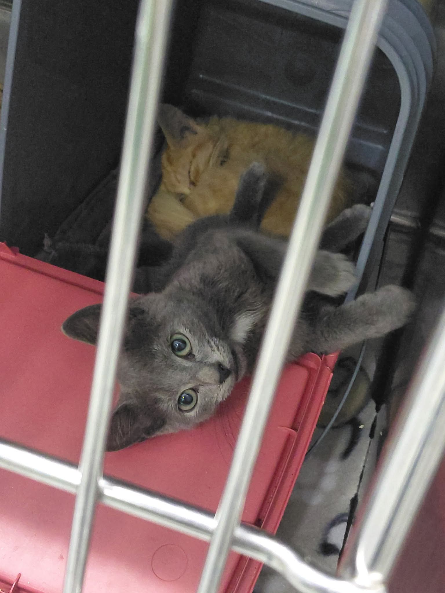 Gillian: Not at the shelter (Faith), photo 3