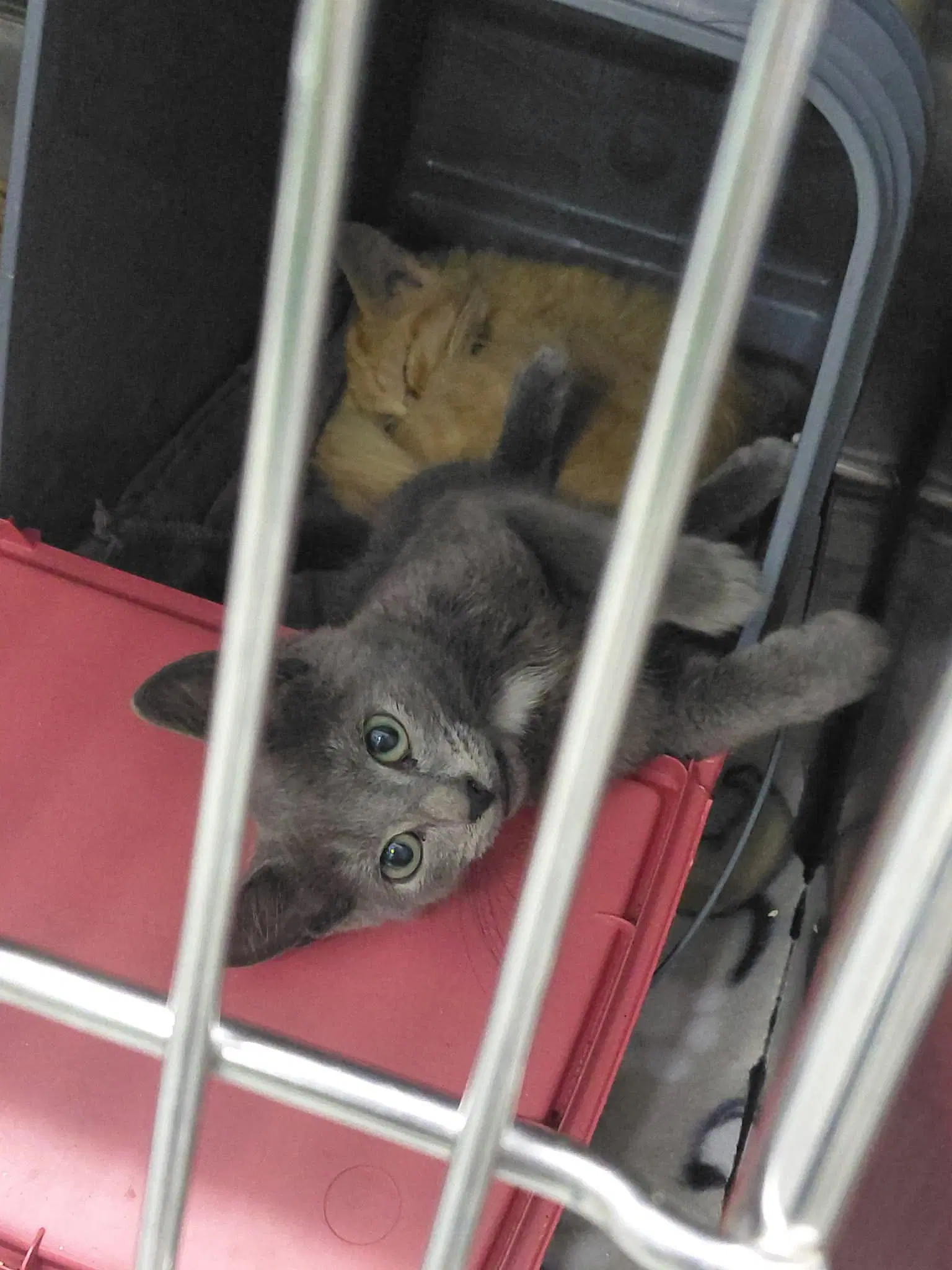 Gillian Not At The Shelter Faith image 3