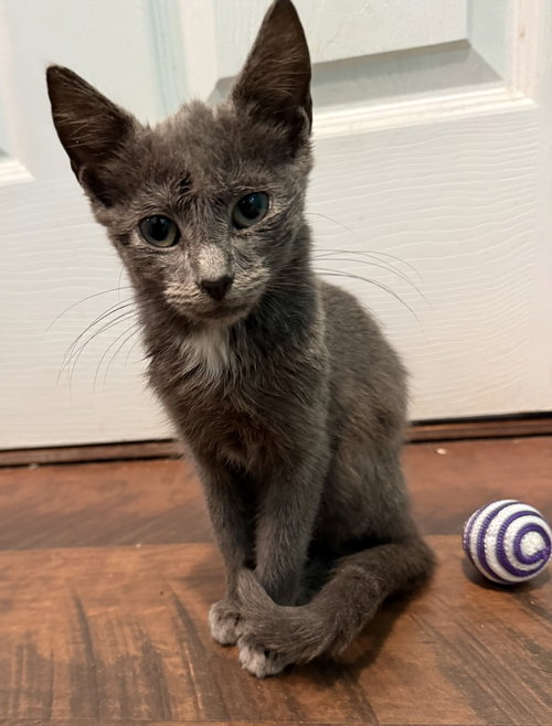 Gillian: Not at the shelter (Faith), a cat for adoption from Friends of Campbell County Animal Control