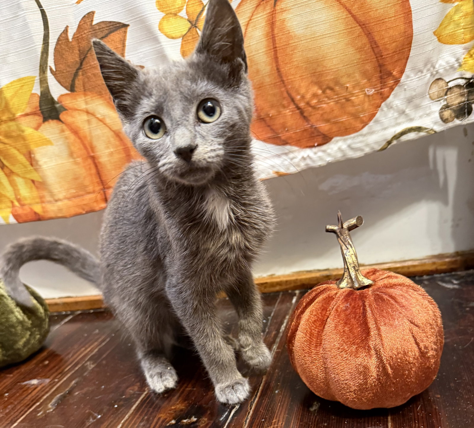 Gillian: Not at the shelter (Faith)