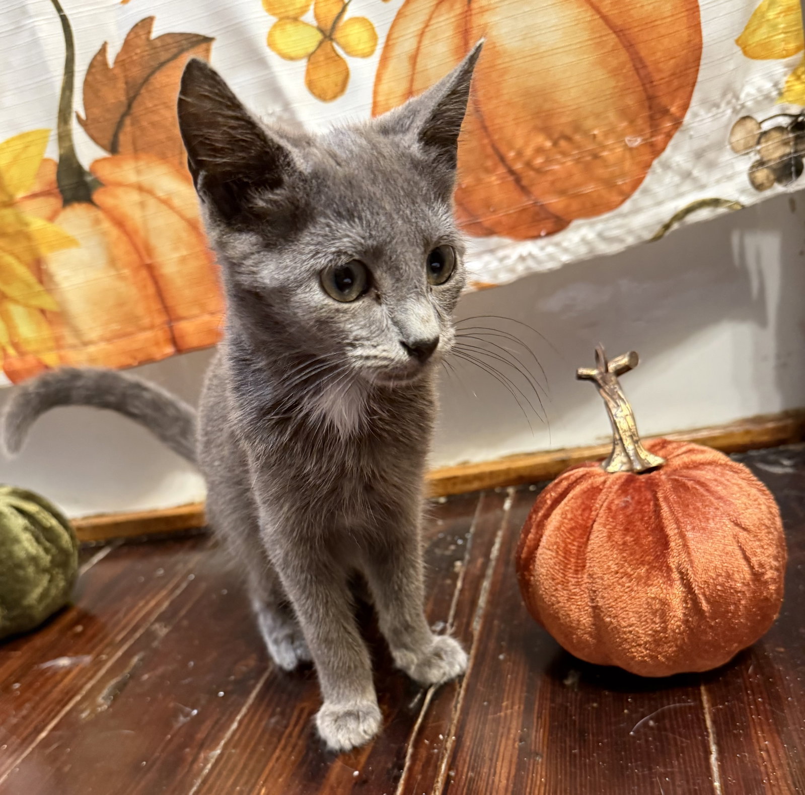 Gillian: Not at the shelter (Faith), photo 4