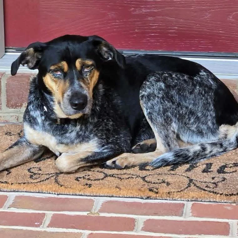 Angel - At Shelter Available