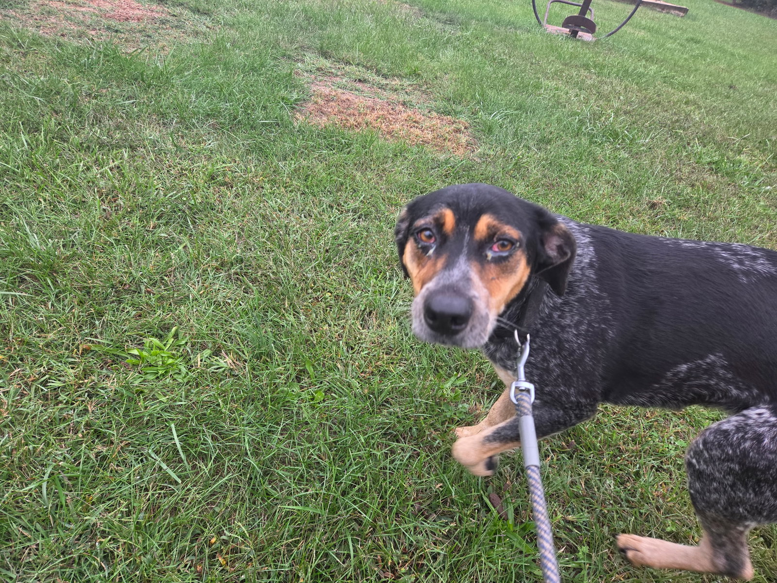 Angel - At shelter, photo 2