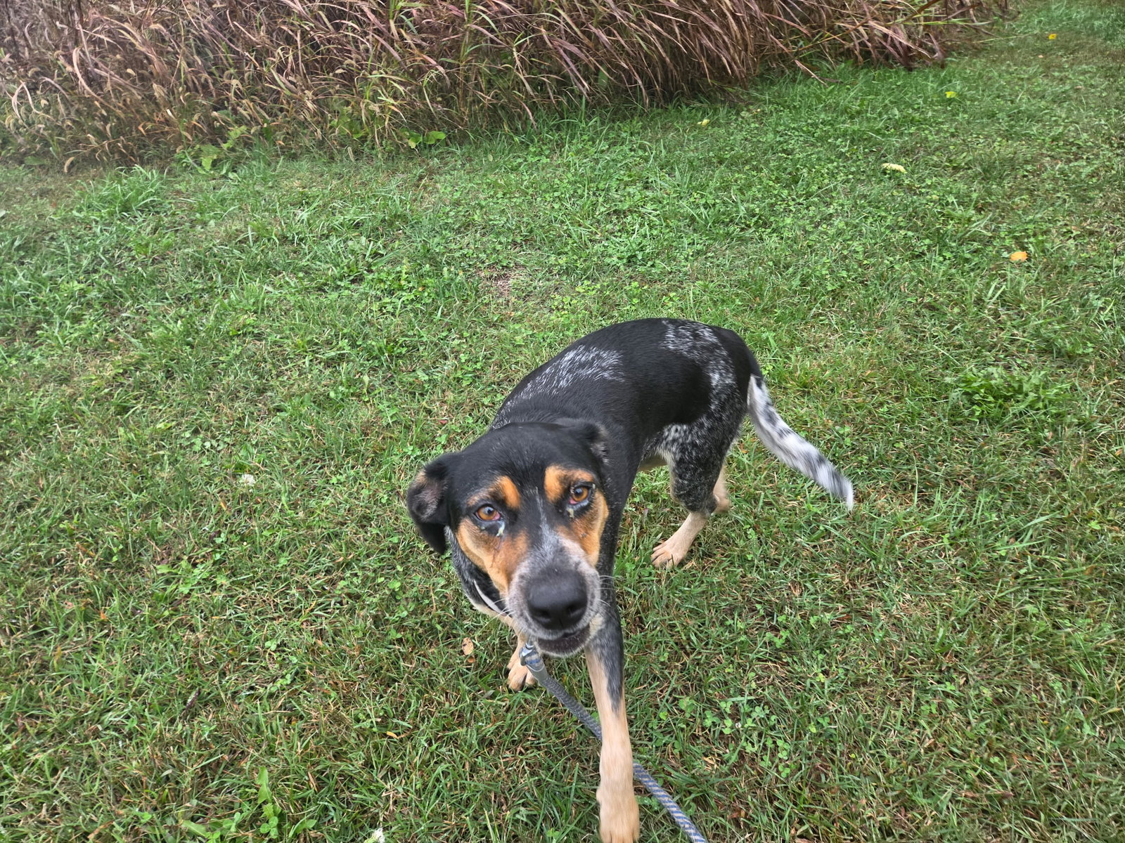 Angel - At shelter, photo 3