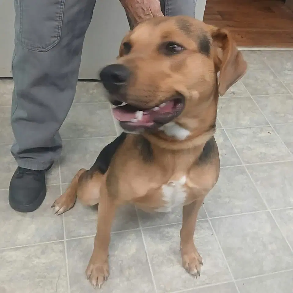 Ox - At Shelter Available image 3