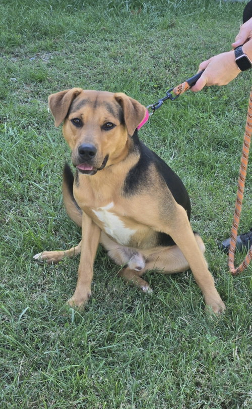 Ox - At shelter available 10/12, a dog for adoption from Friends of Campbell County Animal Control
