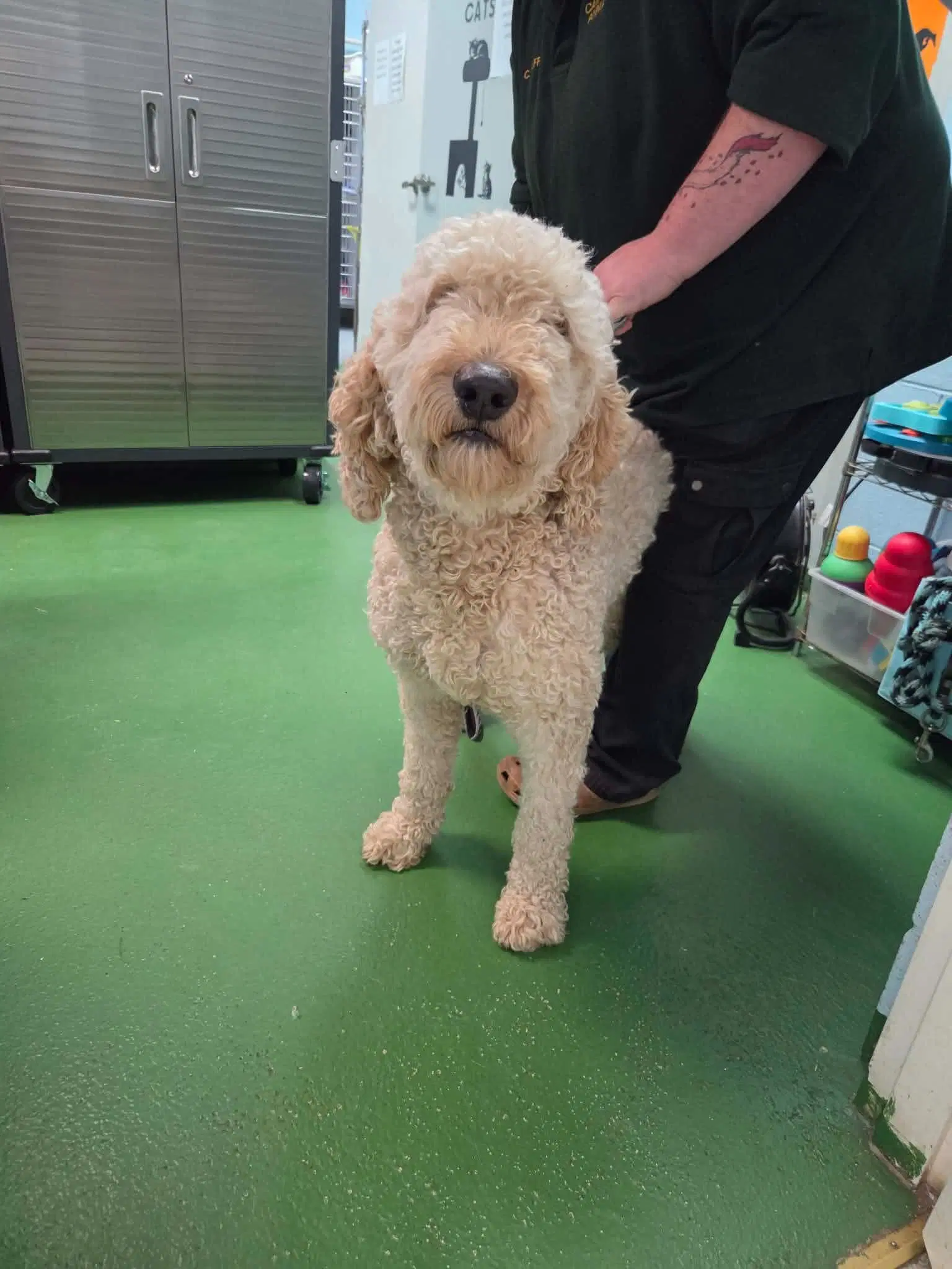 Teddy At Shelter image 3