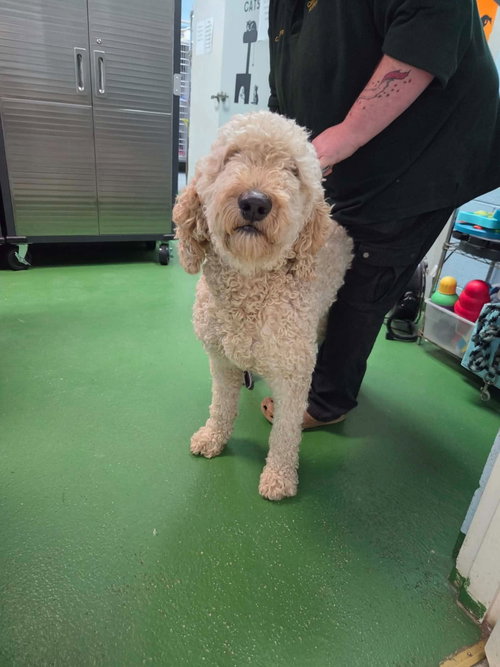 Photo 3 of Teddy: At shelter
