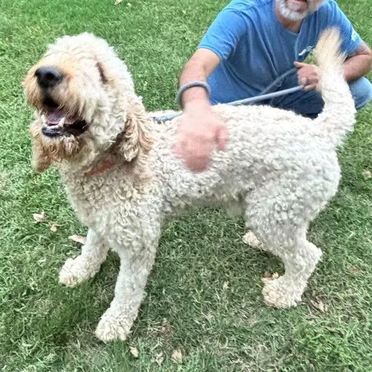 Teddy At Shelter