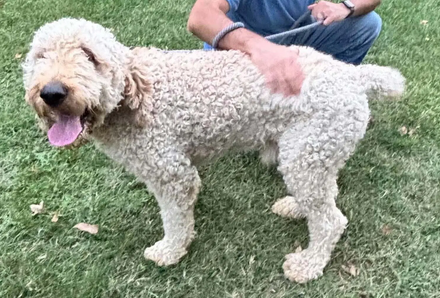 Teddy At Shelter image 2