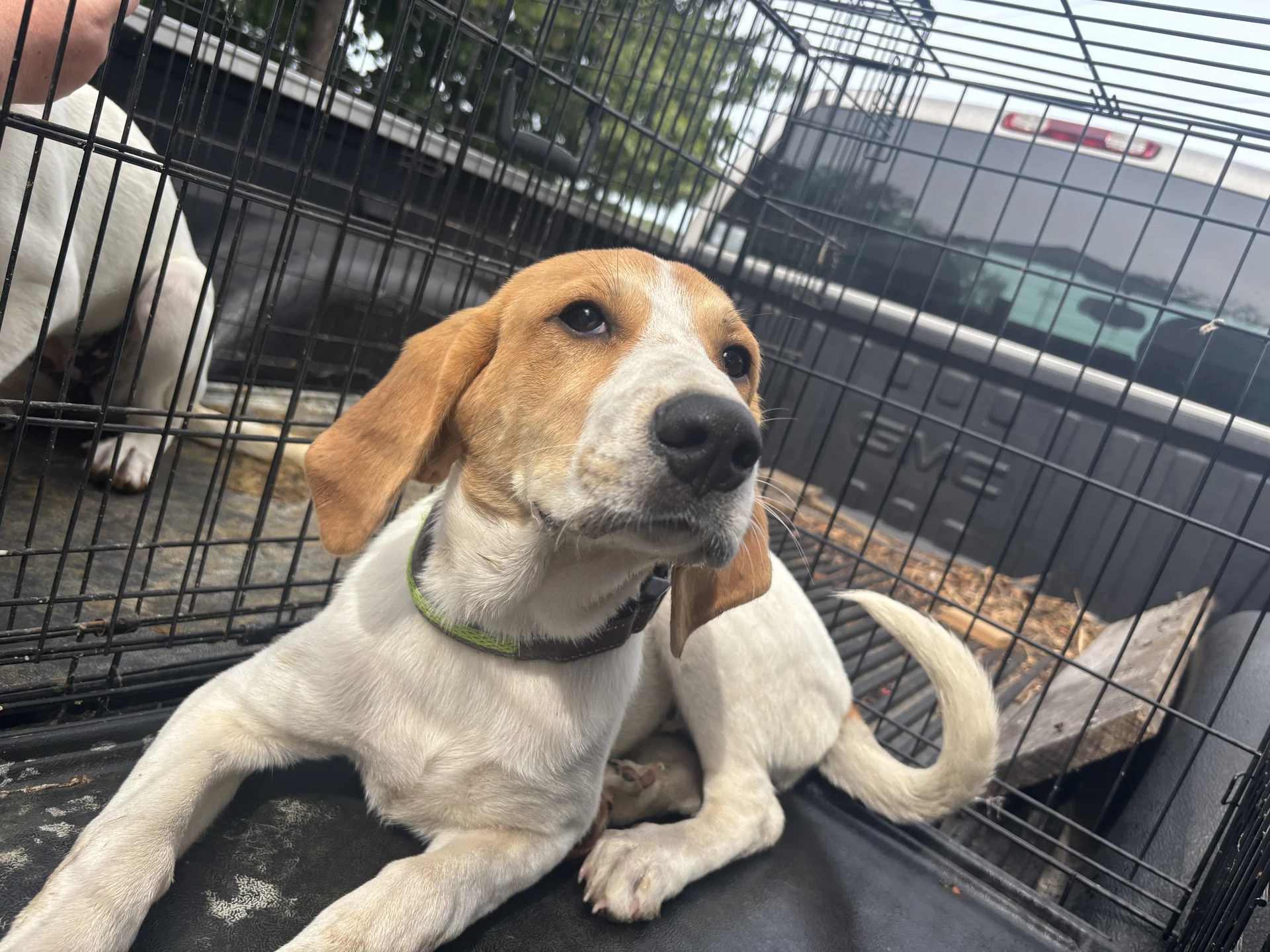 Molly Not At Shelter Kathy D
