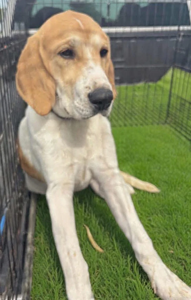 Charlotte Not At Shelter Kathy D