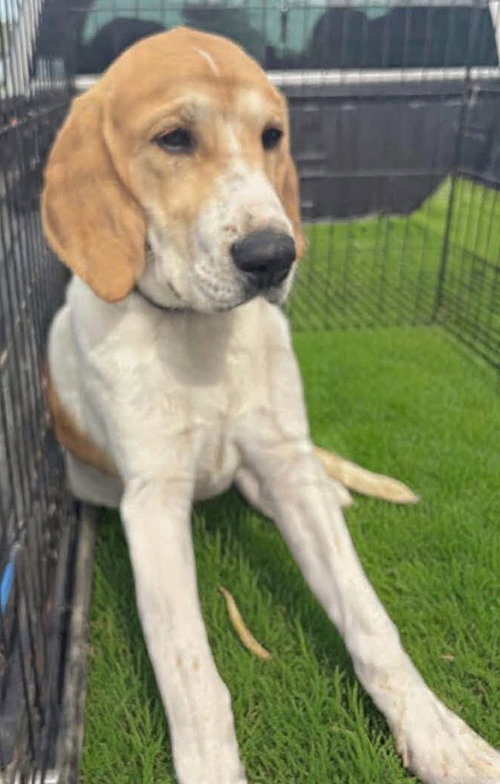Charlotte: Not at shelter (Kathy D), a dog for adoption from Friends of Campbell County Animal Control