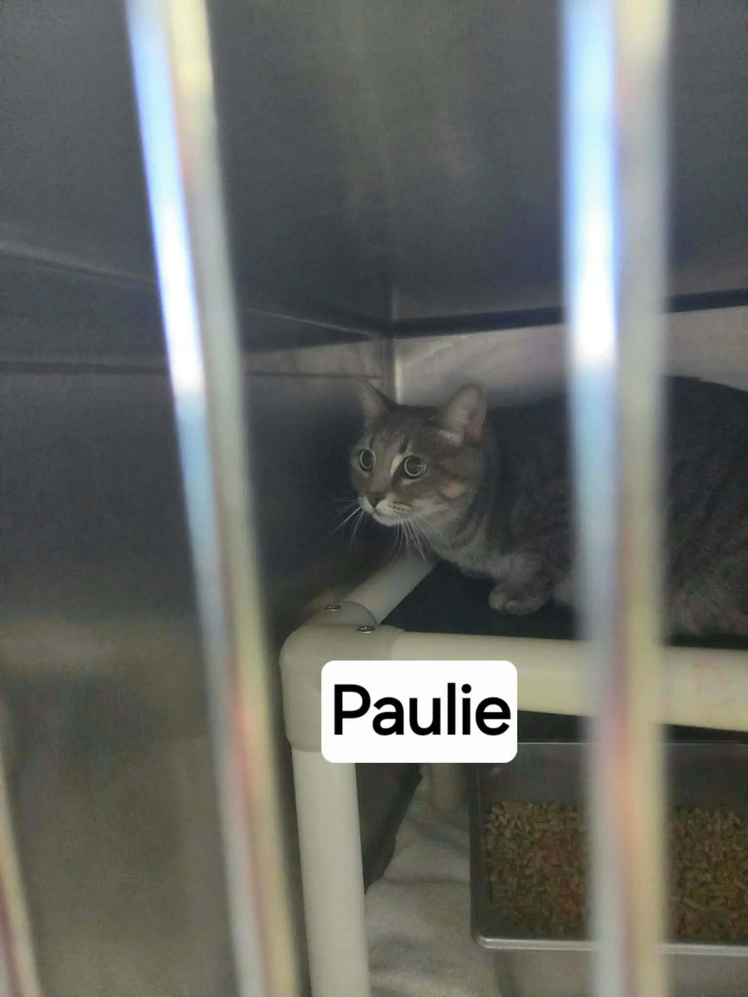 Paulie - At Shelter image 2