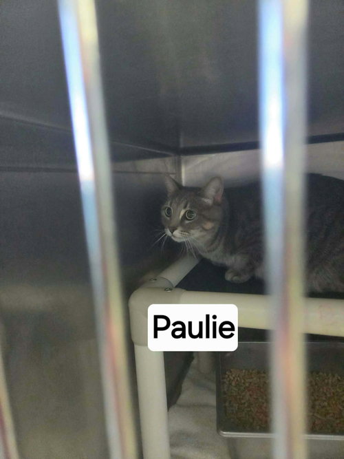 Paulie - At shelter, a cat for adoption from Friends of Campbell County Animal Control