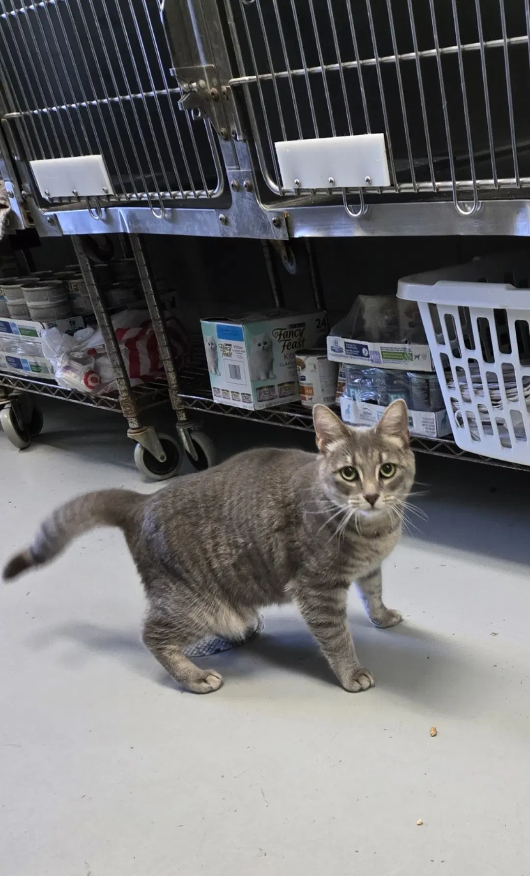 Paulie - At Shelter - Domestic Short Hair