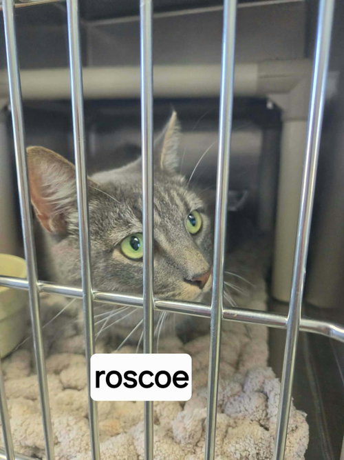 Roscoe - At shelter, a cat for adoption from Friends of Campbell County Animal Control