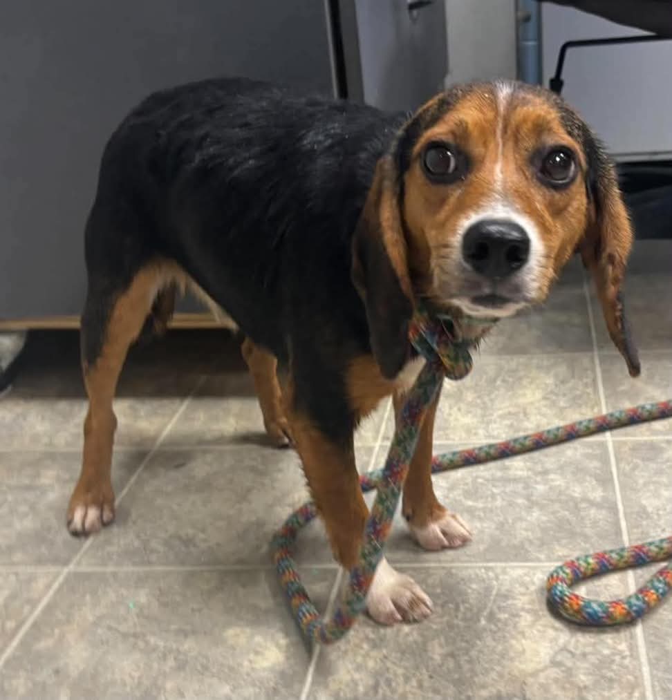 Clint - At Shelter Available