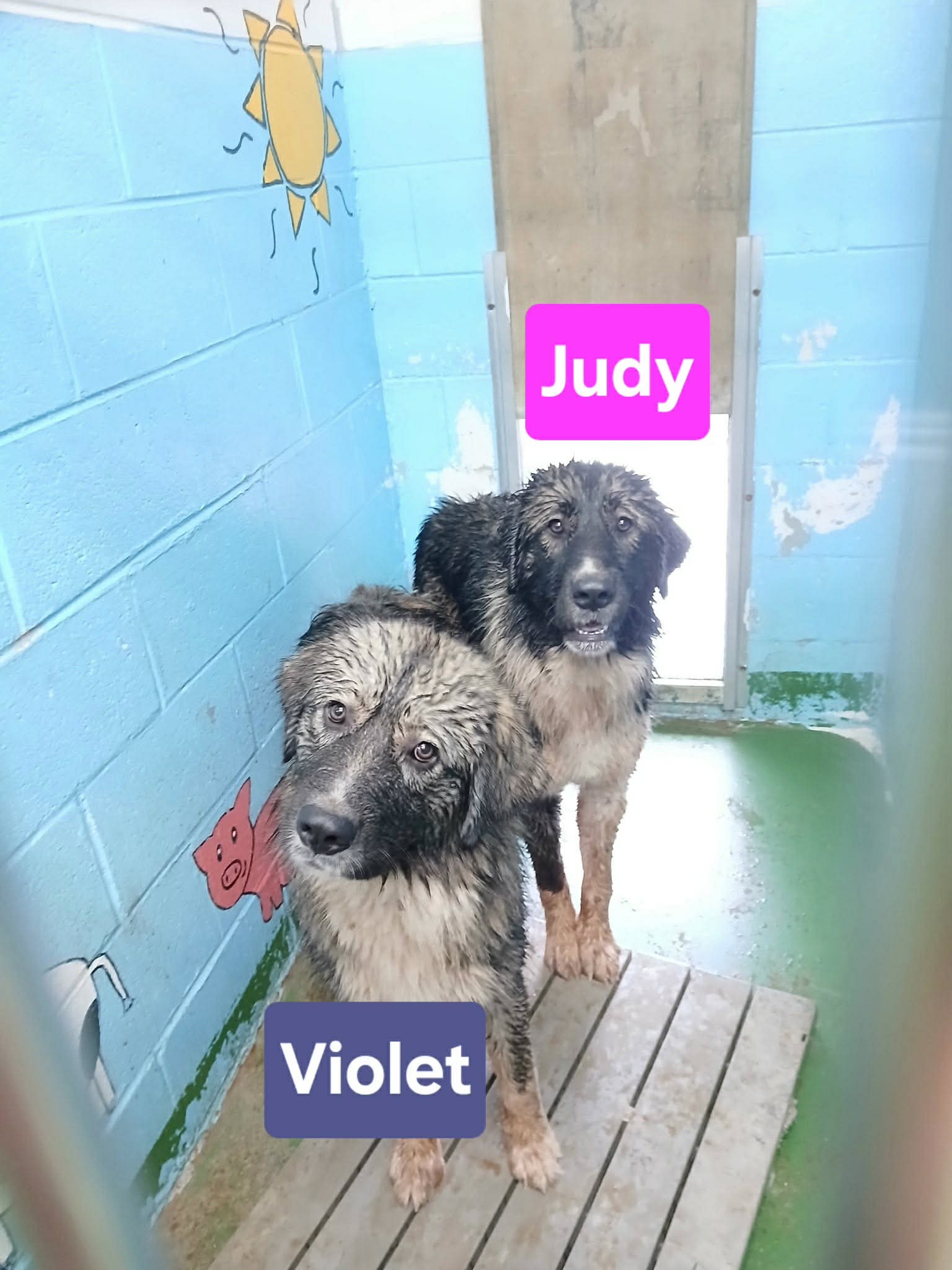 Violet - At Shelter