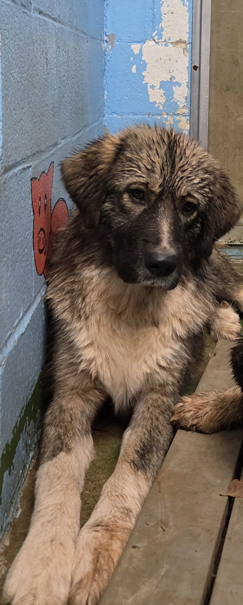 Photo 2 of Violet - At shelter
