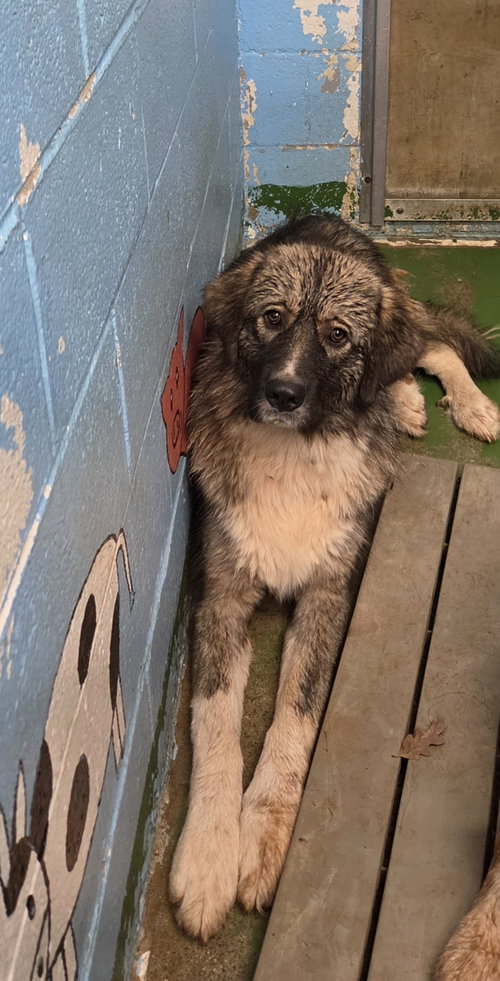 Photo 3 of Violet - At shelter