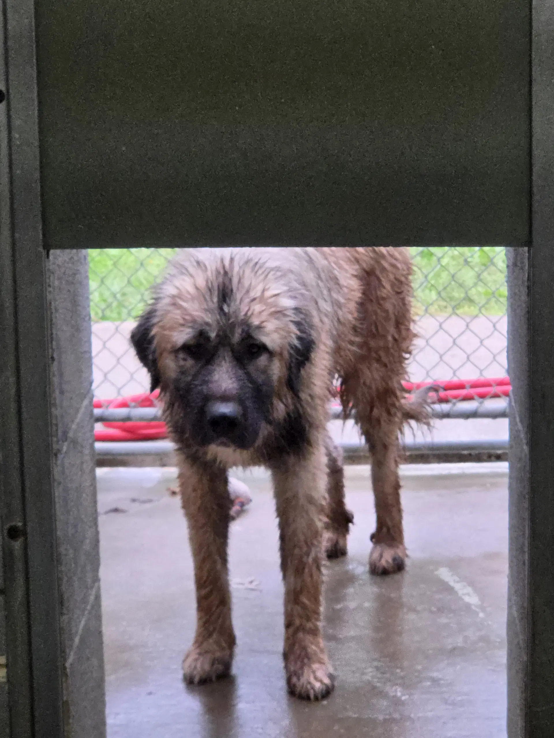 Doralee - At Shelter image 2