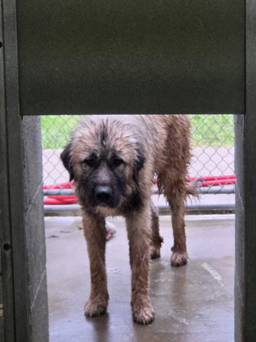 Photo 2 of Doralee - At shelter