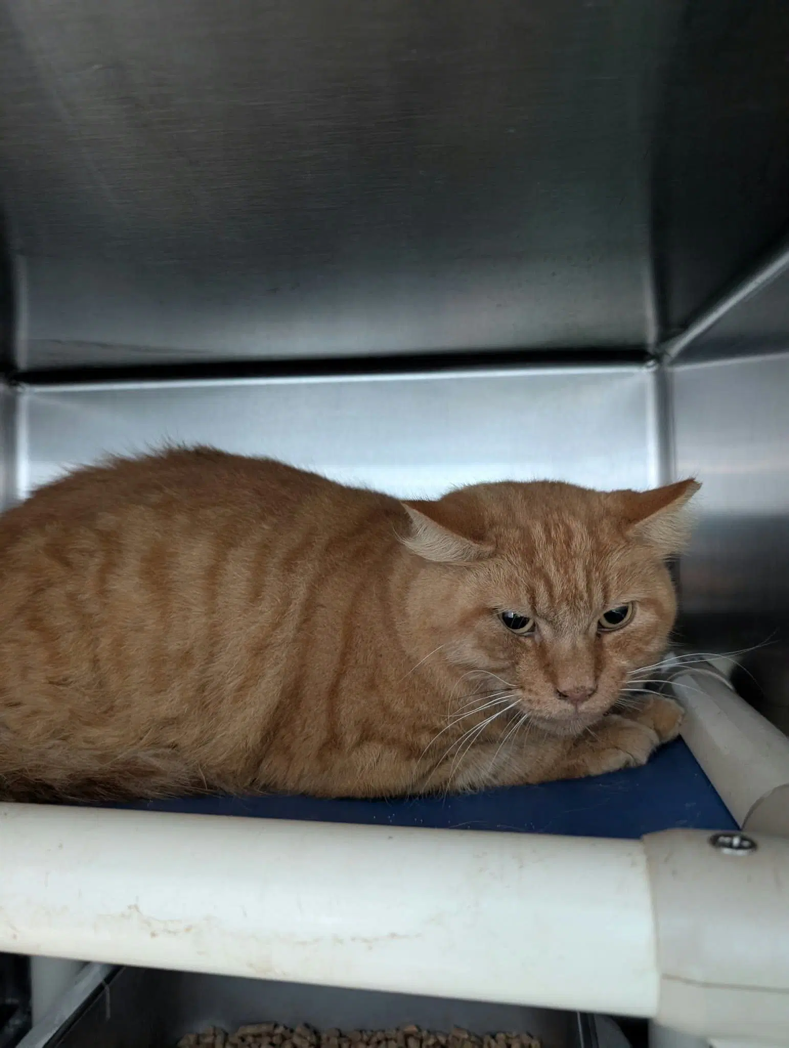 Plops - At Shelter - Domestic Medium Hair