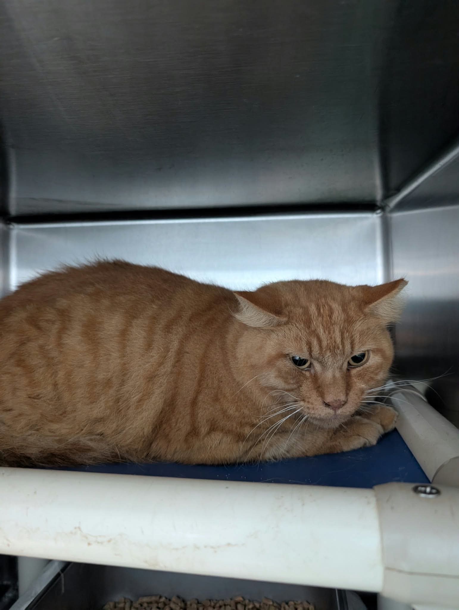 Plops - At Shelter