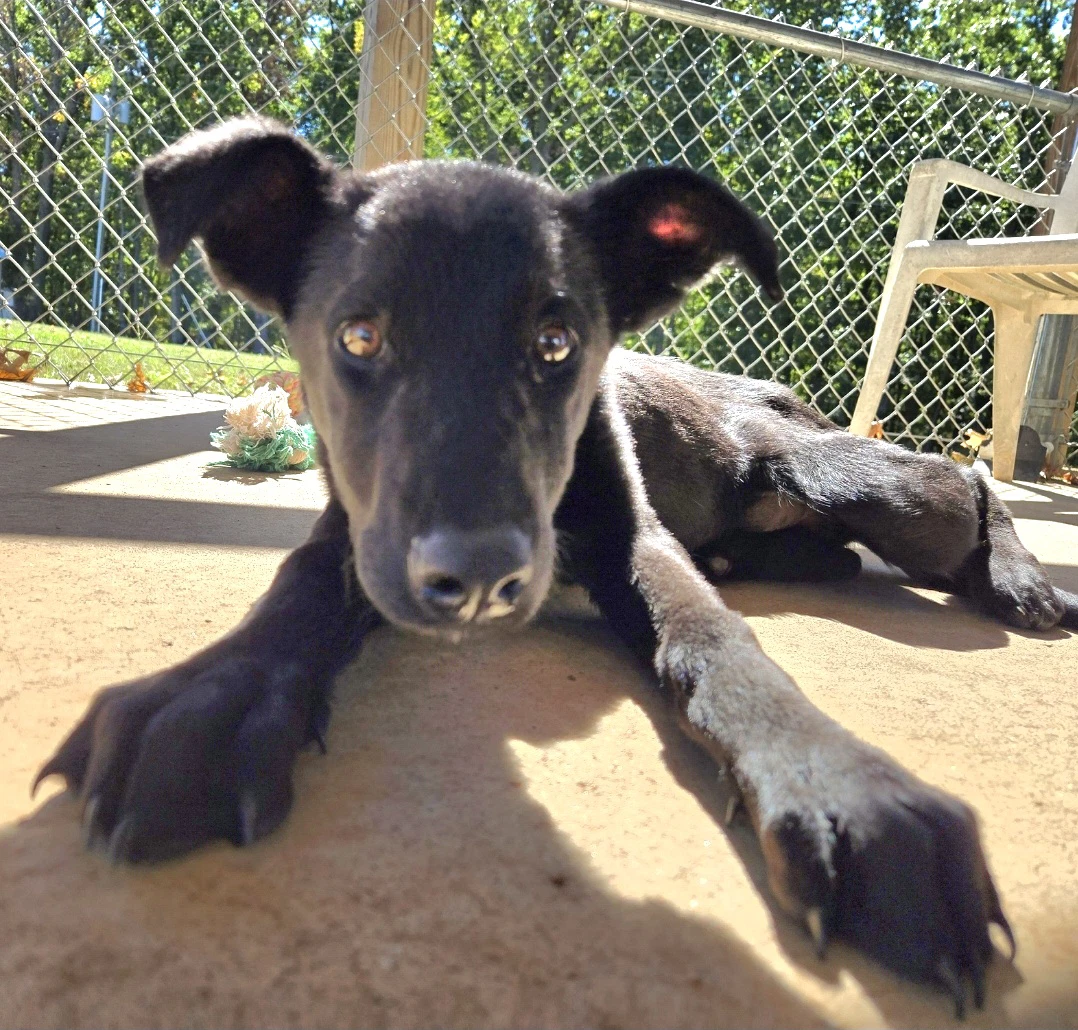 Mary Ann - At Shelter Available