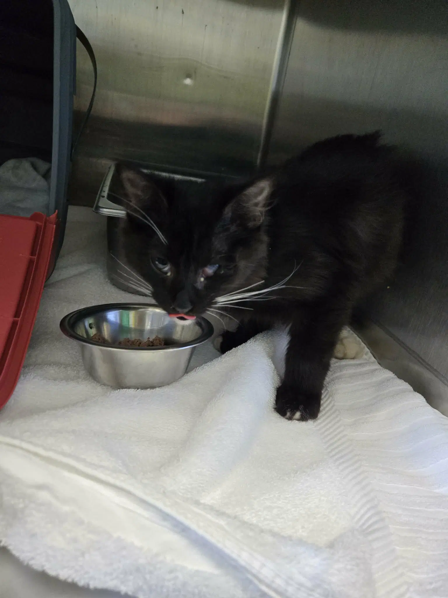 Coal - At Shelter - Domestic Short Hair
