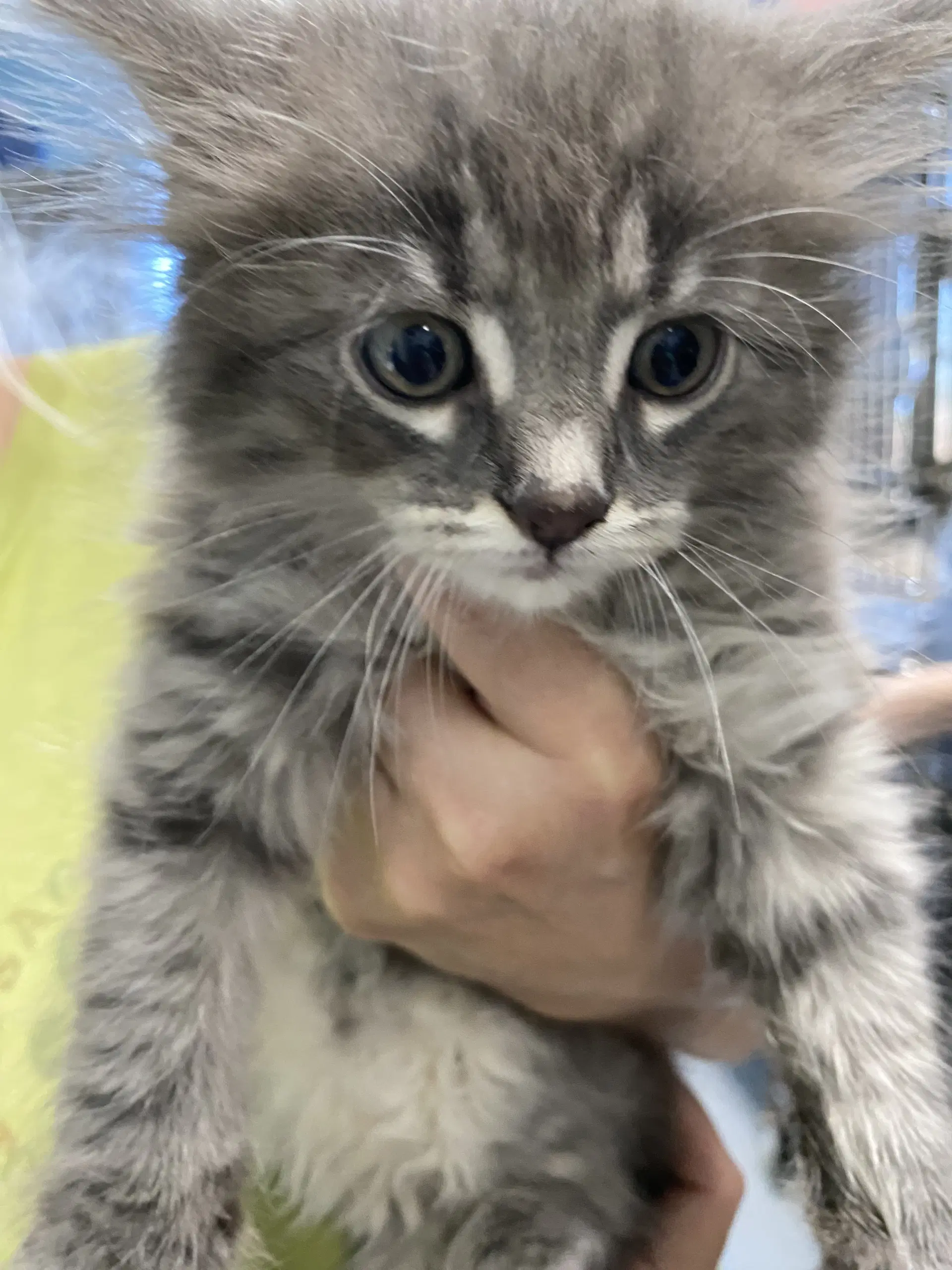 Honey - At Shelter - Domestic Medium Hair
